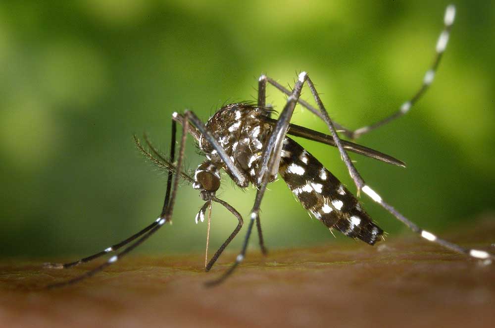 Graphene Mosquito Repellent