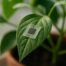 Graphene-Based Sensor Tracks Plant Hydration Without Harming Leaves featured image